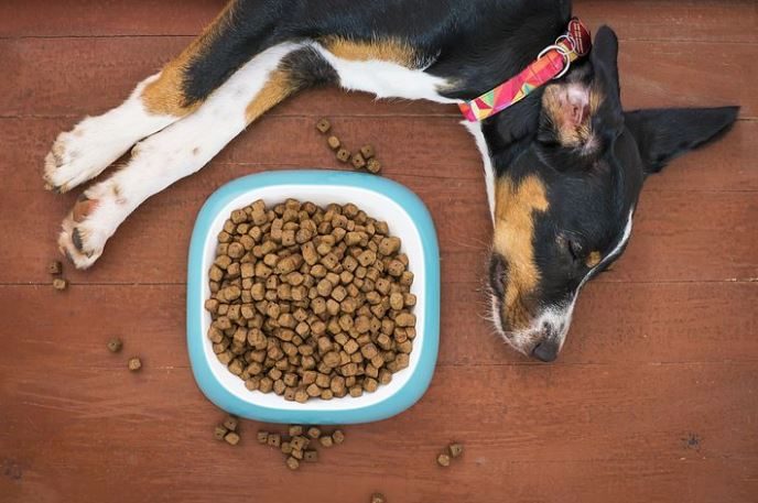 M&A Trends in the Pet Industry